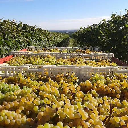 E Cantina La Sabbiona Bauernhof *