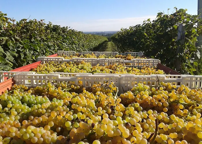 E Cantina La Sabbiona Agroturismo *